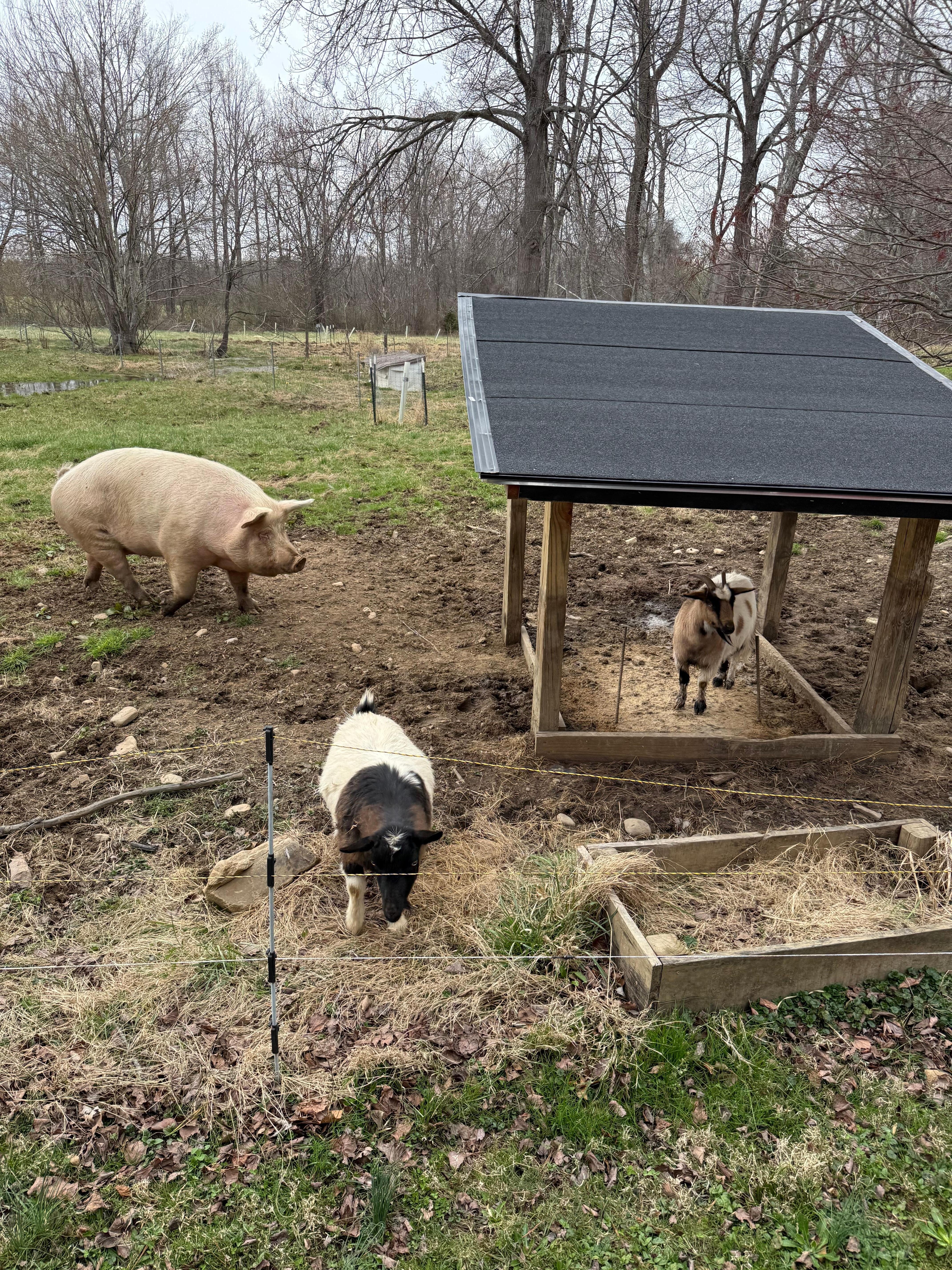 They’re fenced in away from the cabin, but sure was fun seeing them when we came and went! 