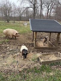 They’re fenced in away from the cabin, but sure was fun seeing them when we came and went!