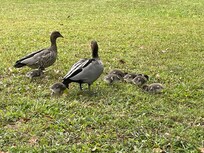 Ducks near Obi Obi creak
