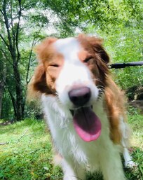 Woody was so happy to explore the creek.