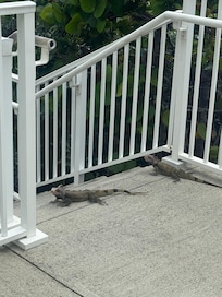 Iguanas!!