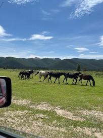 Second herd of horses. I think these were the boys.
