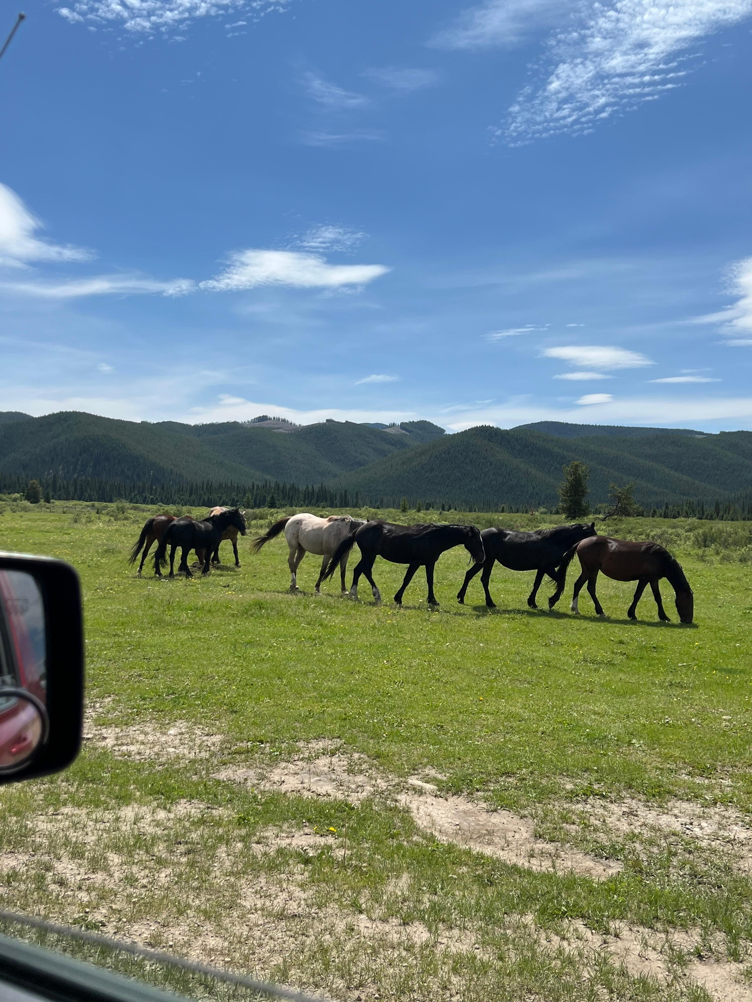 Second herd of horses. I think these were the boys.