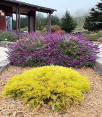 Beautiful landscaping