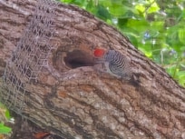 Woodpecker
