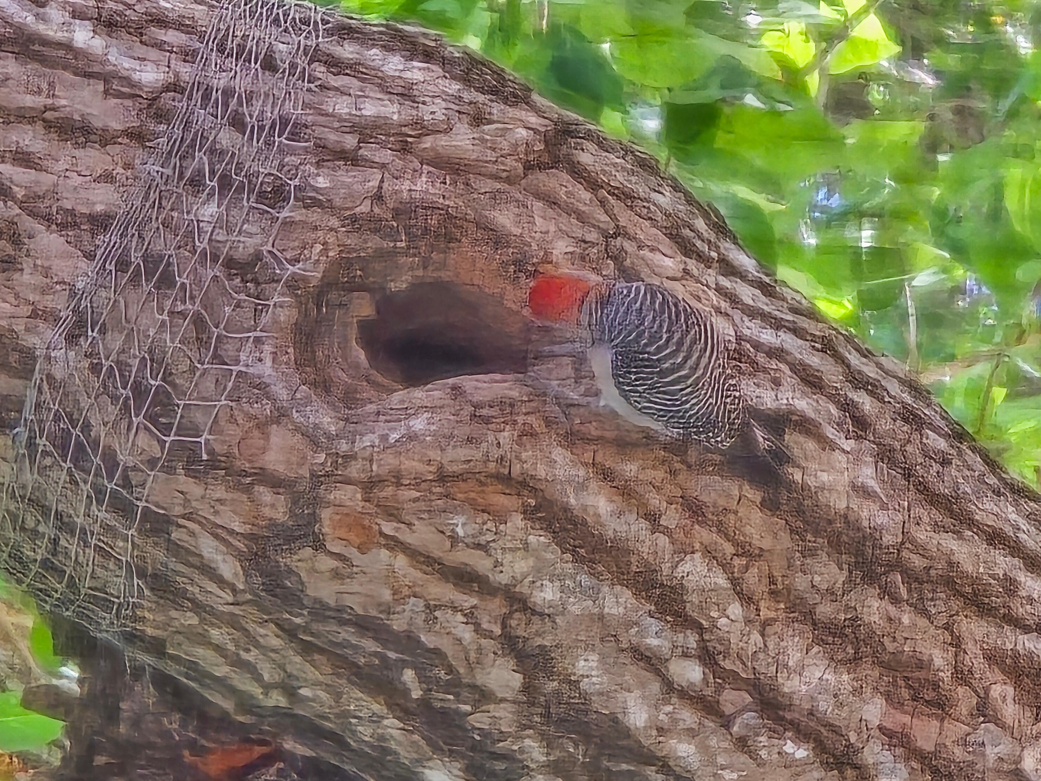 Woodpecker 