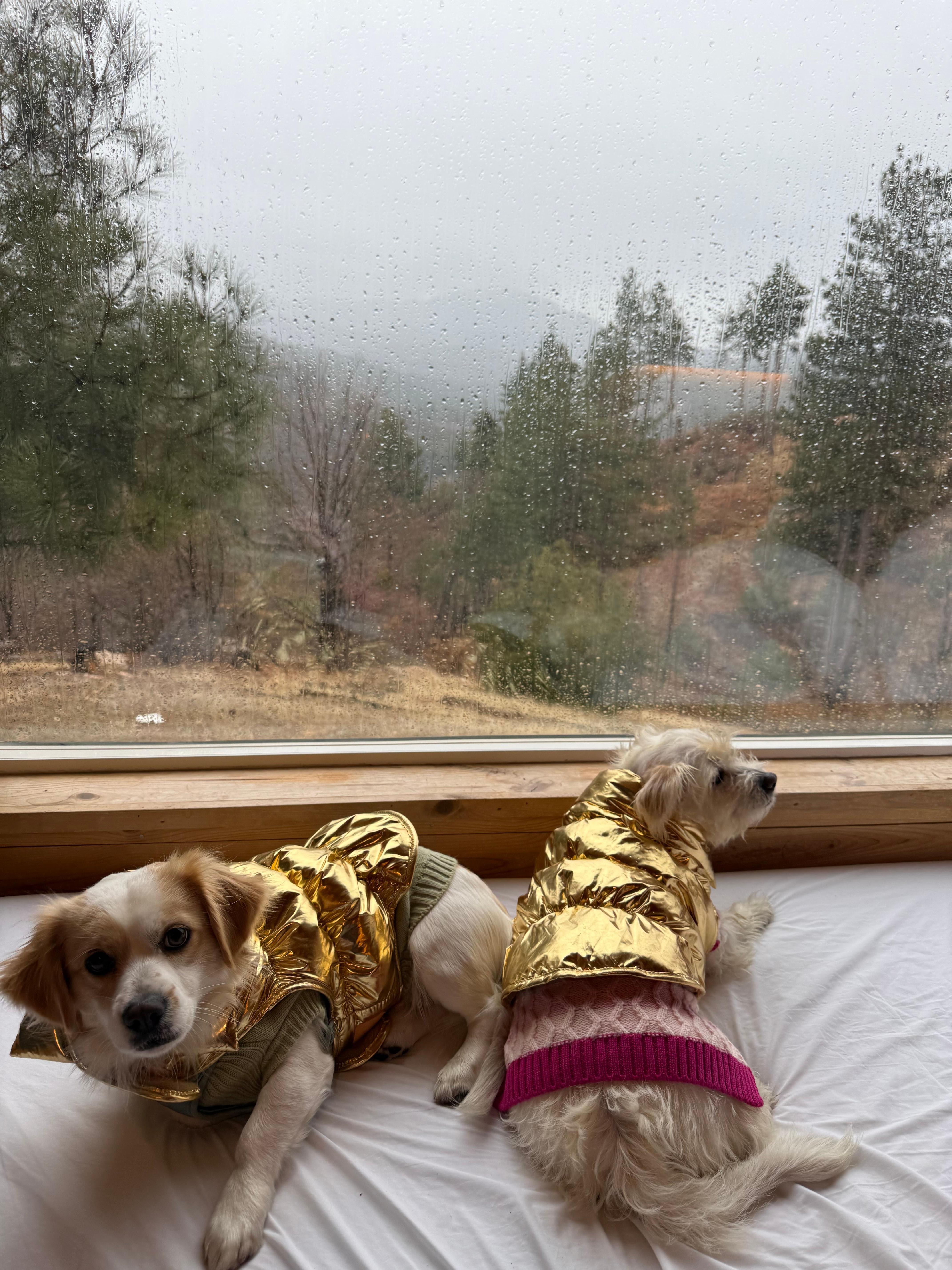 Pups enjoying the view