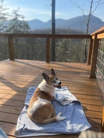 It's heartwarming how welcoming Mr. Jerry and Mrs. Jamie are of pets too!