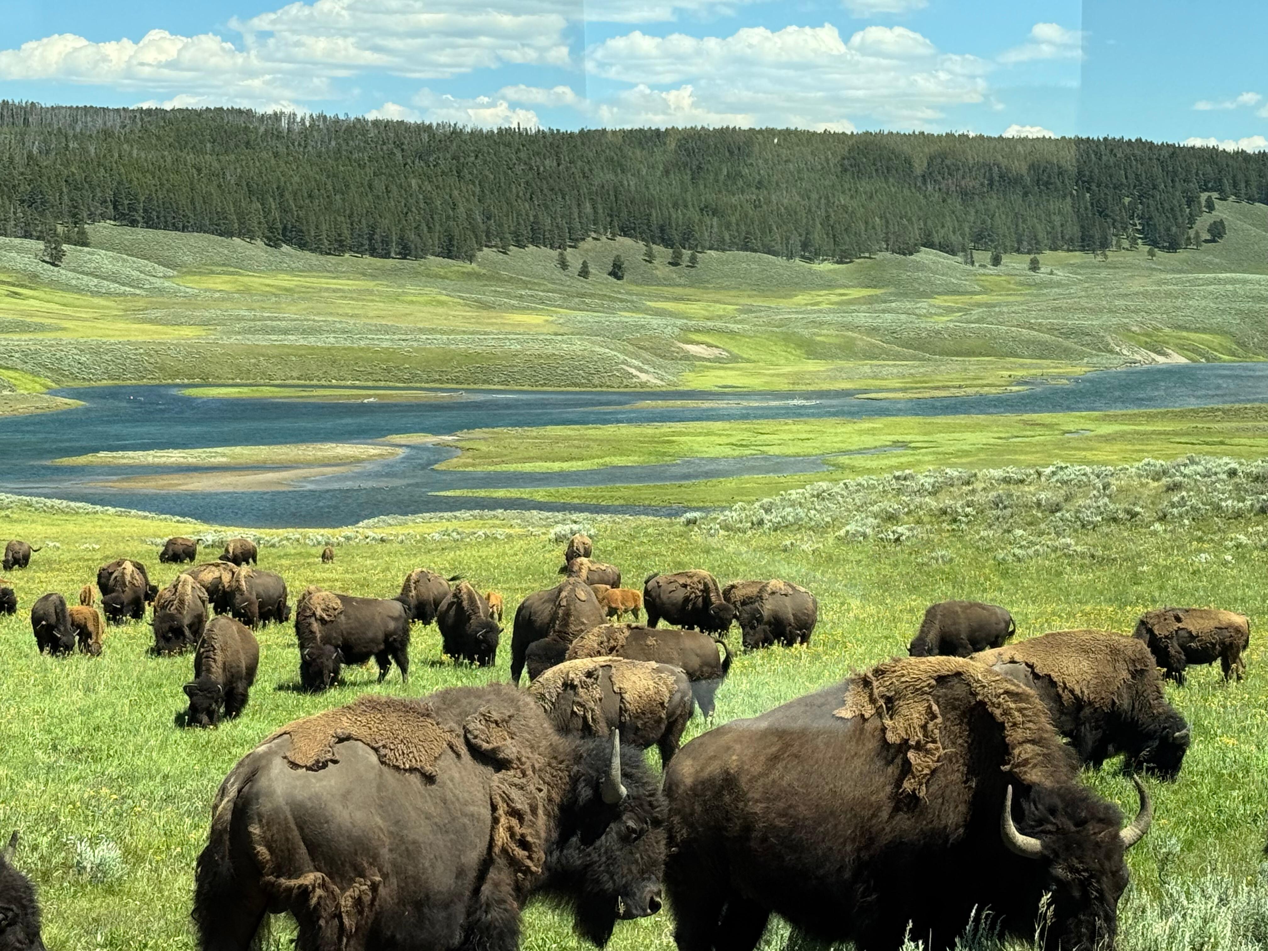 We saw a lot of bison- sometimes they block the road 