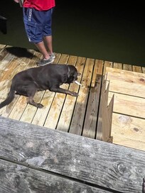 Our dog loved fishing