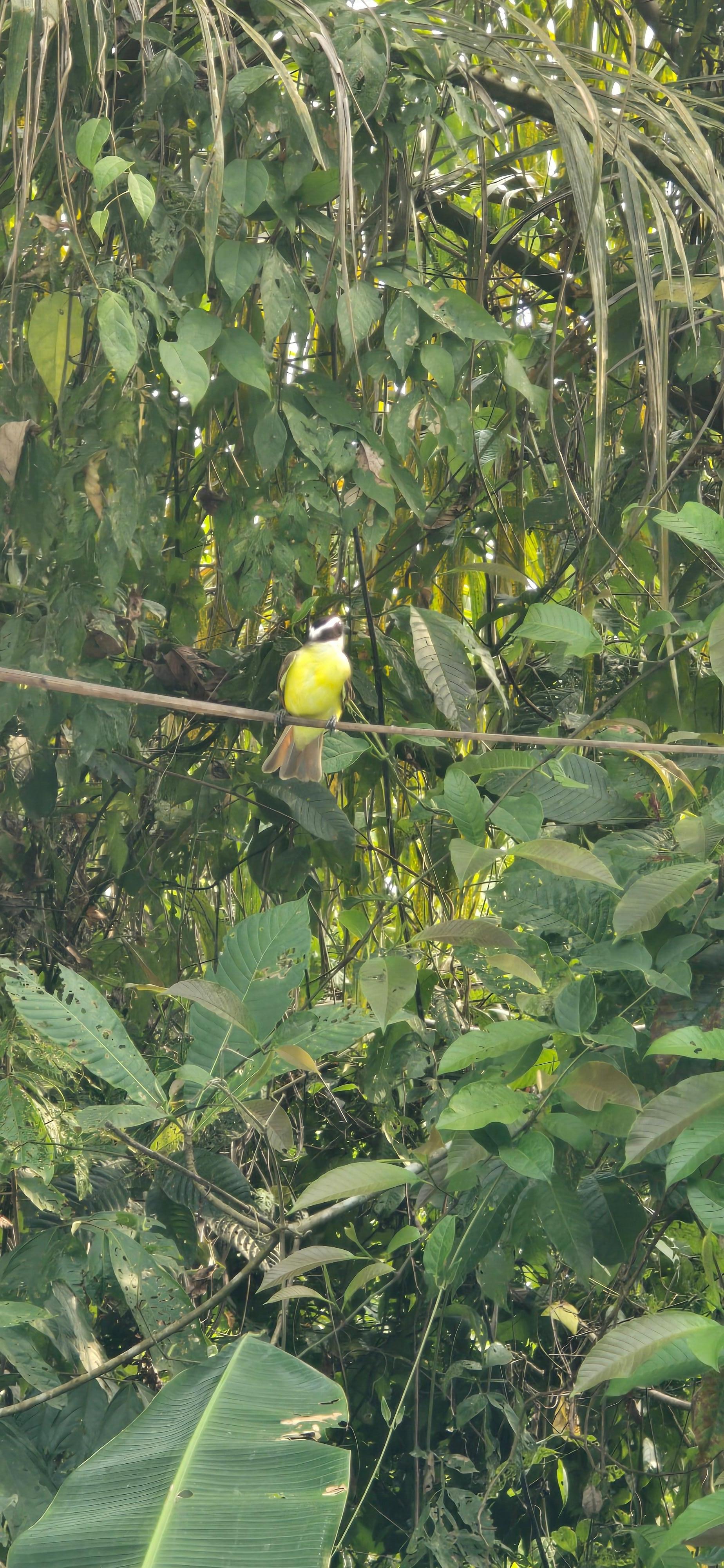 These birds kept diving into the pool to get. It was adorable