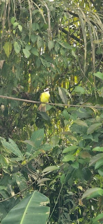 These birds kept diving into the pool to get. It was adorable