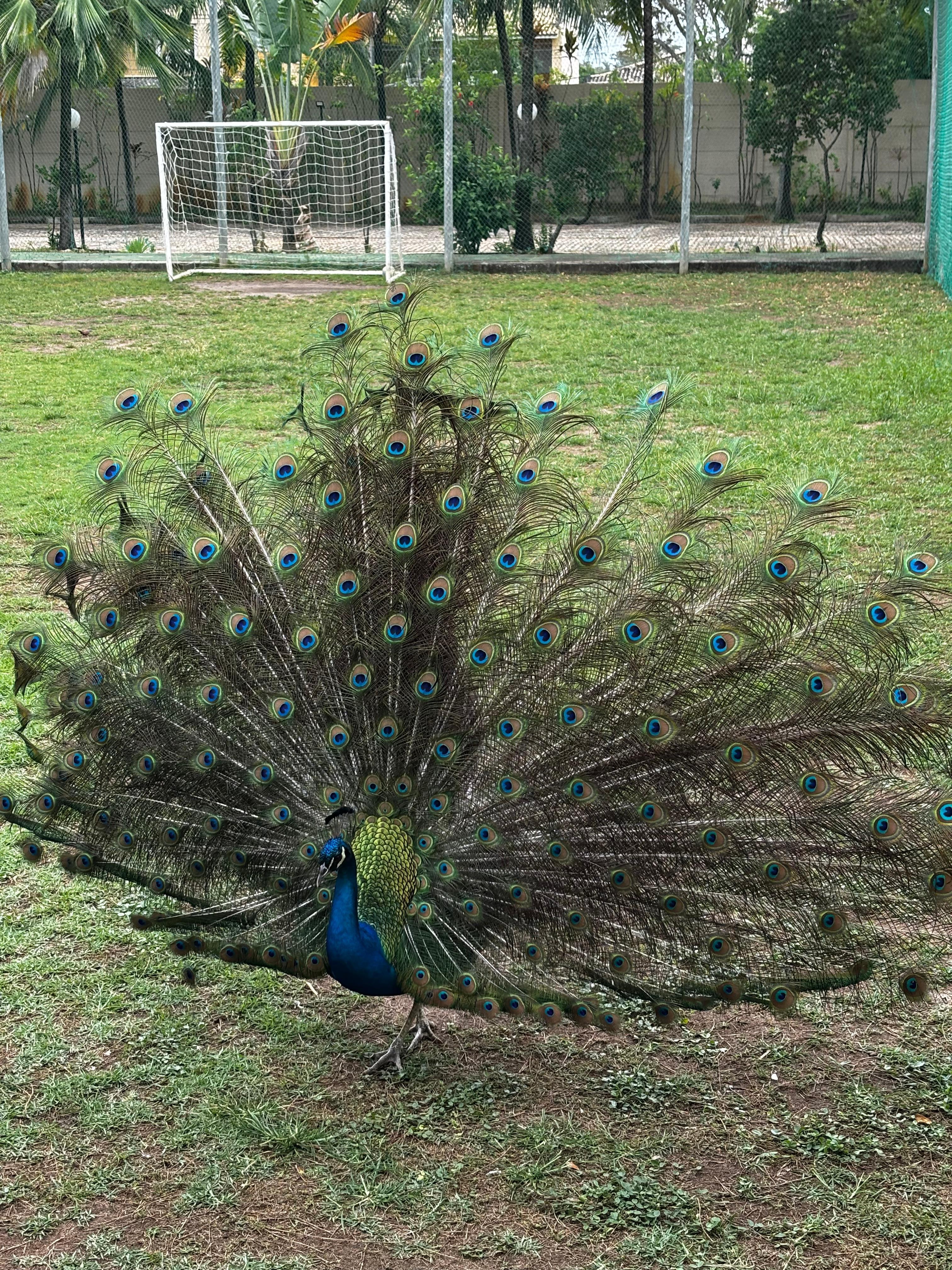 Animais soltos pelo hotel
