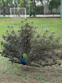 Animais soltos pelo hotel