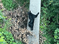 Visiting bear.
