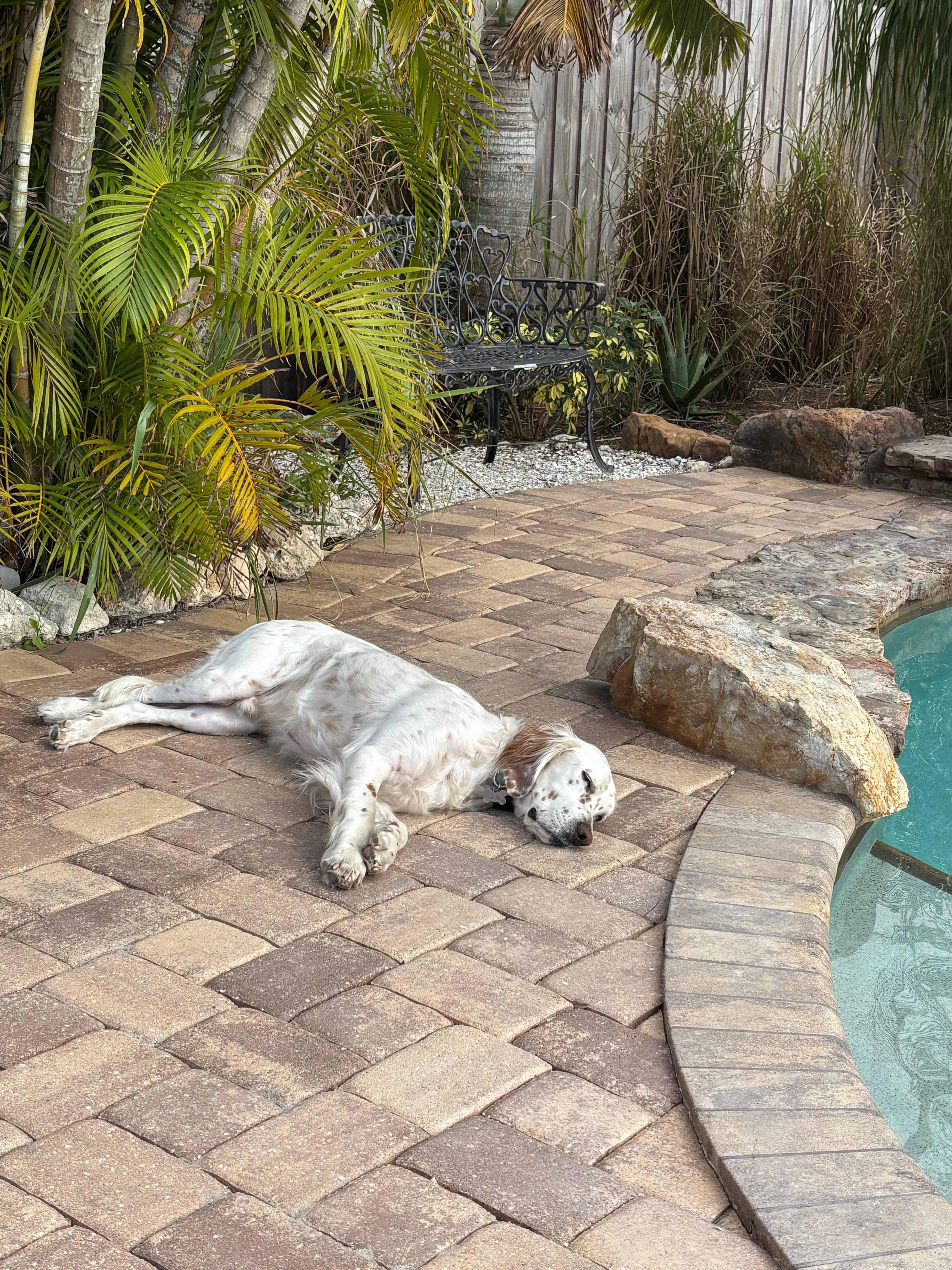 Relaxing place for pets as well ! 😊