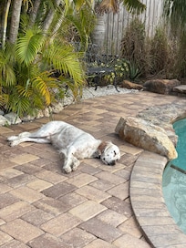 Relaxing place for pets as well ! 😊