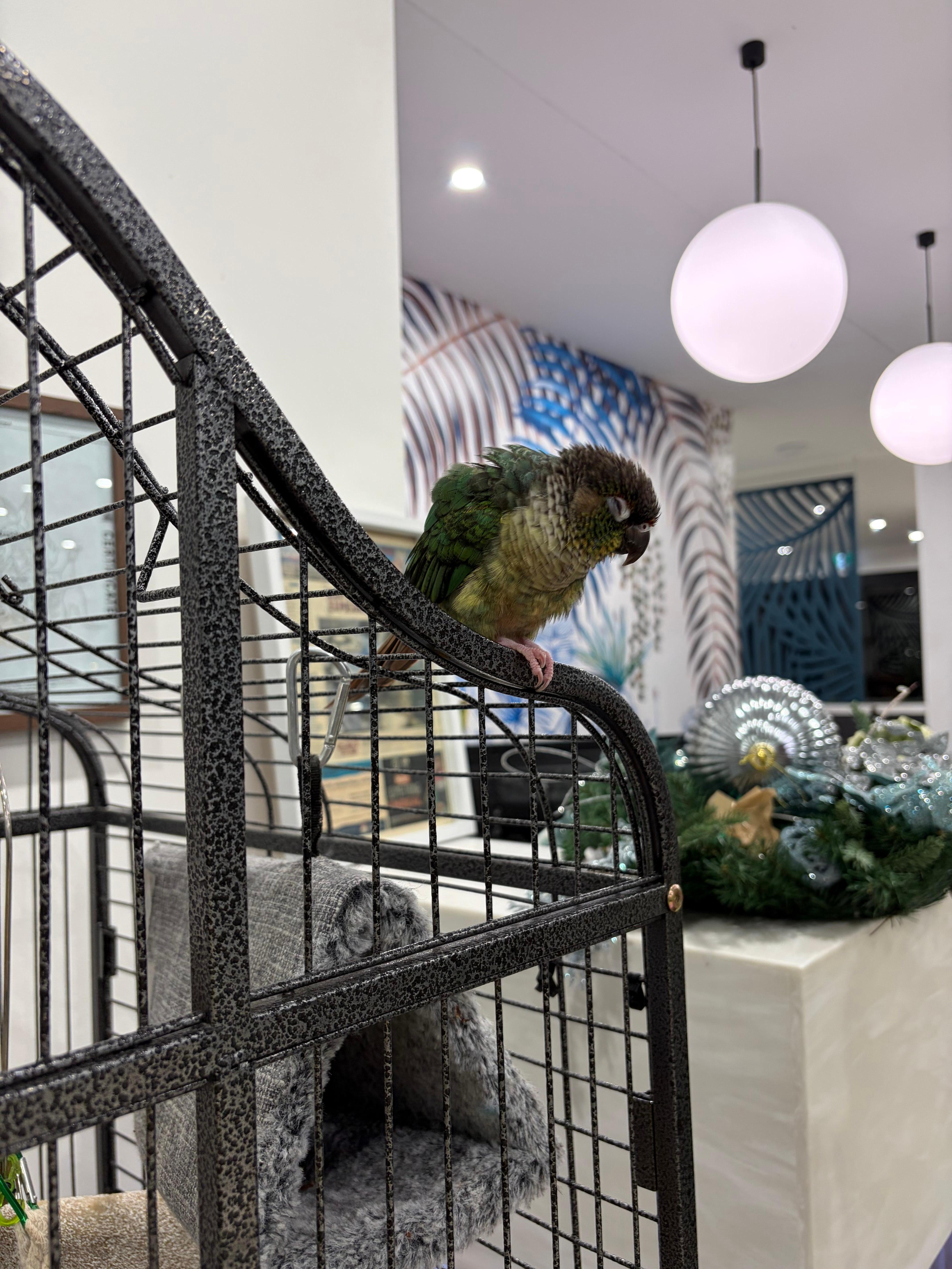 Pickles make us feel extra welcomed 