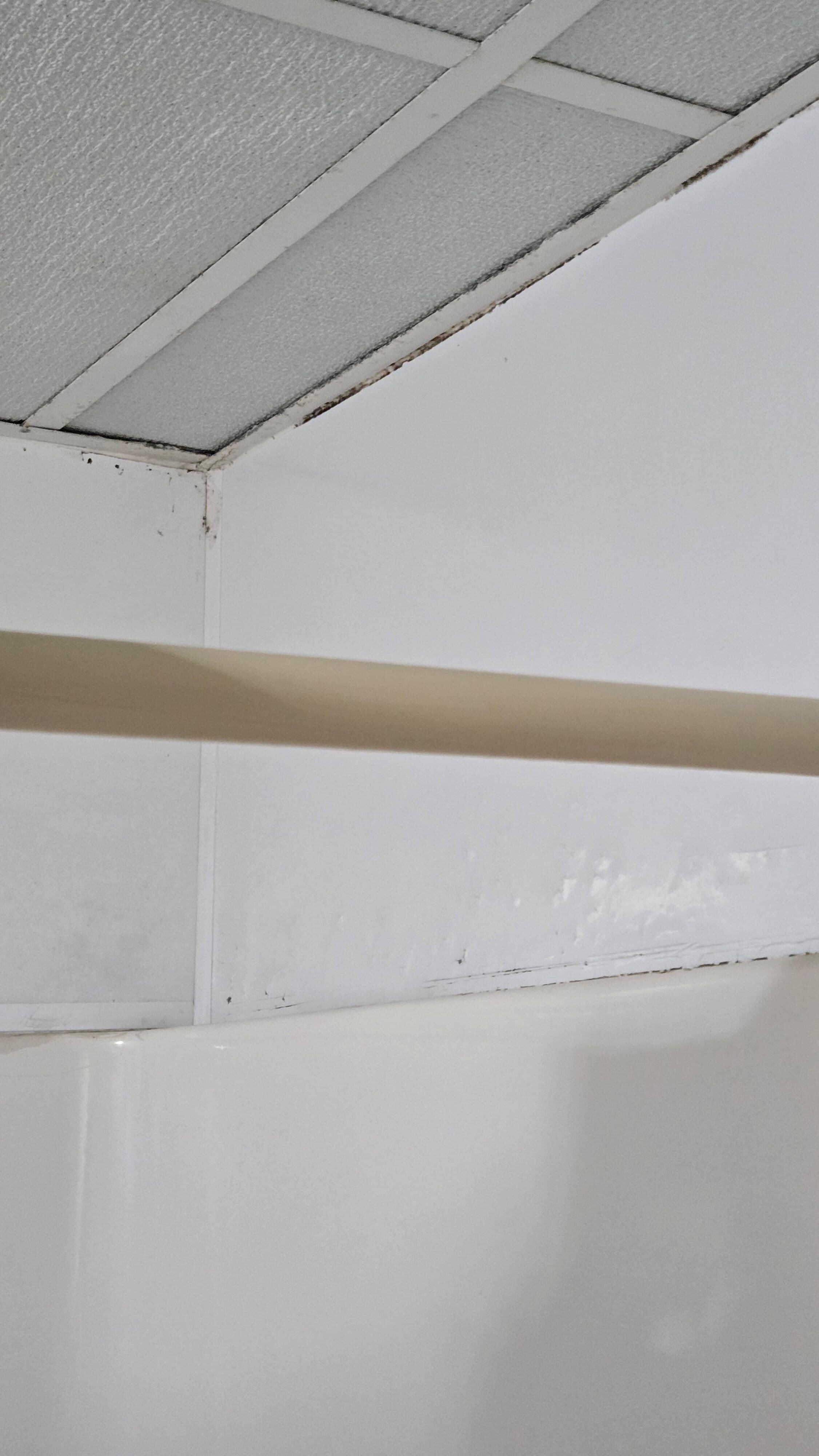 More black mold 