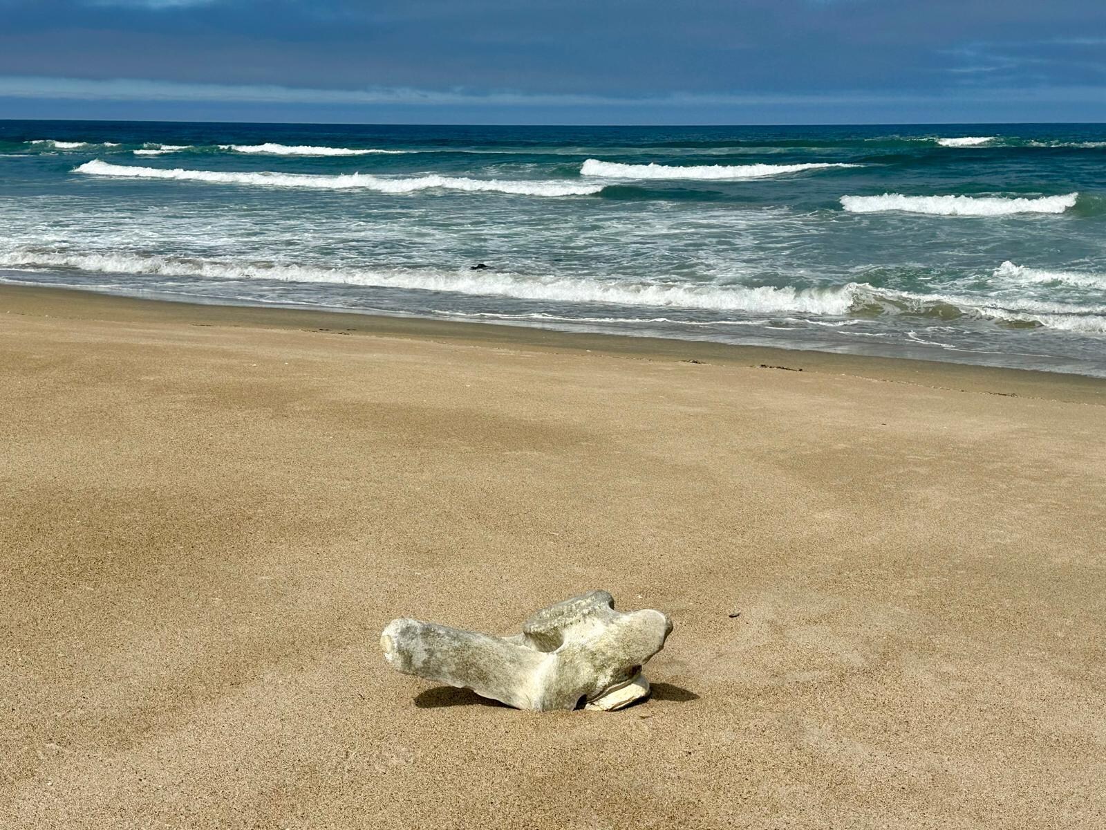 We even found a whale bone on the beach