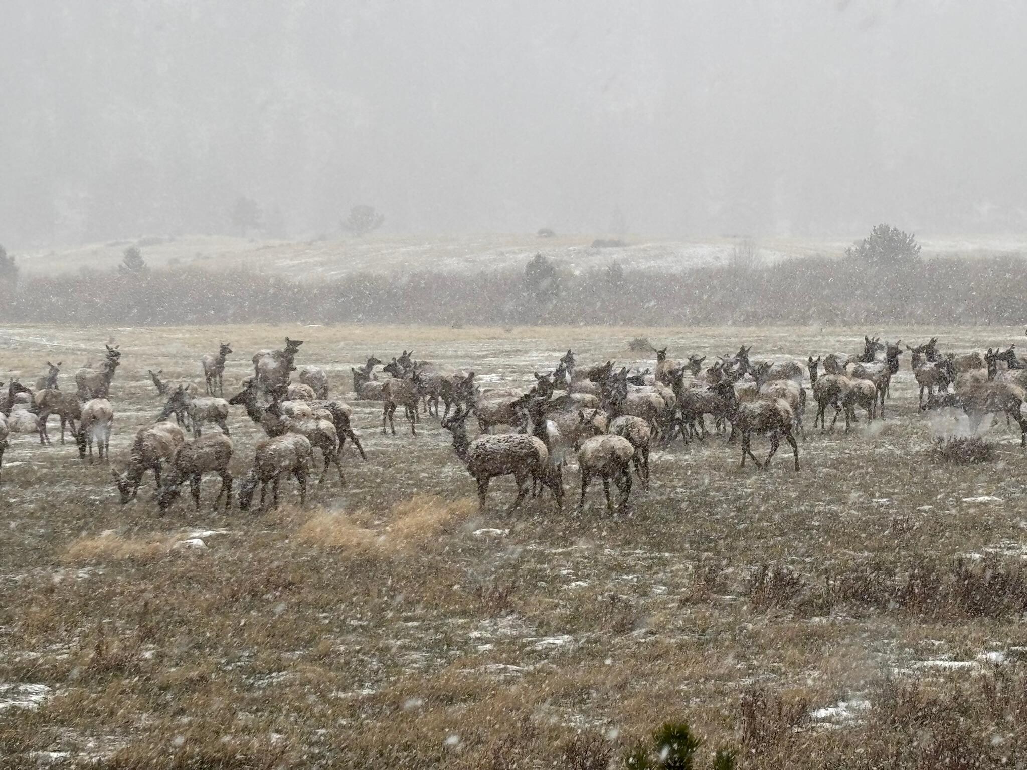 Elk during early morning snow at Rocky Mountain National Park.