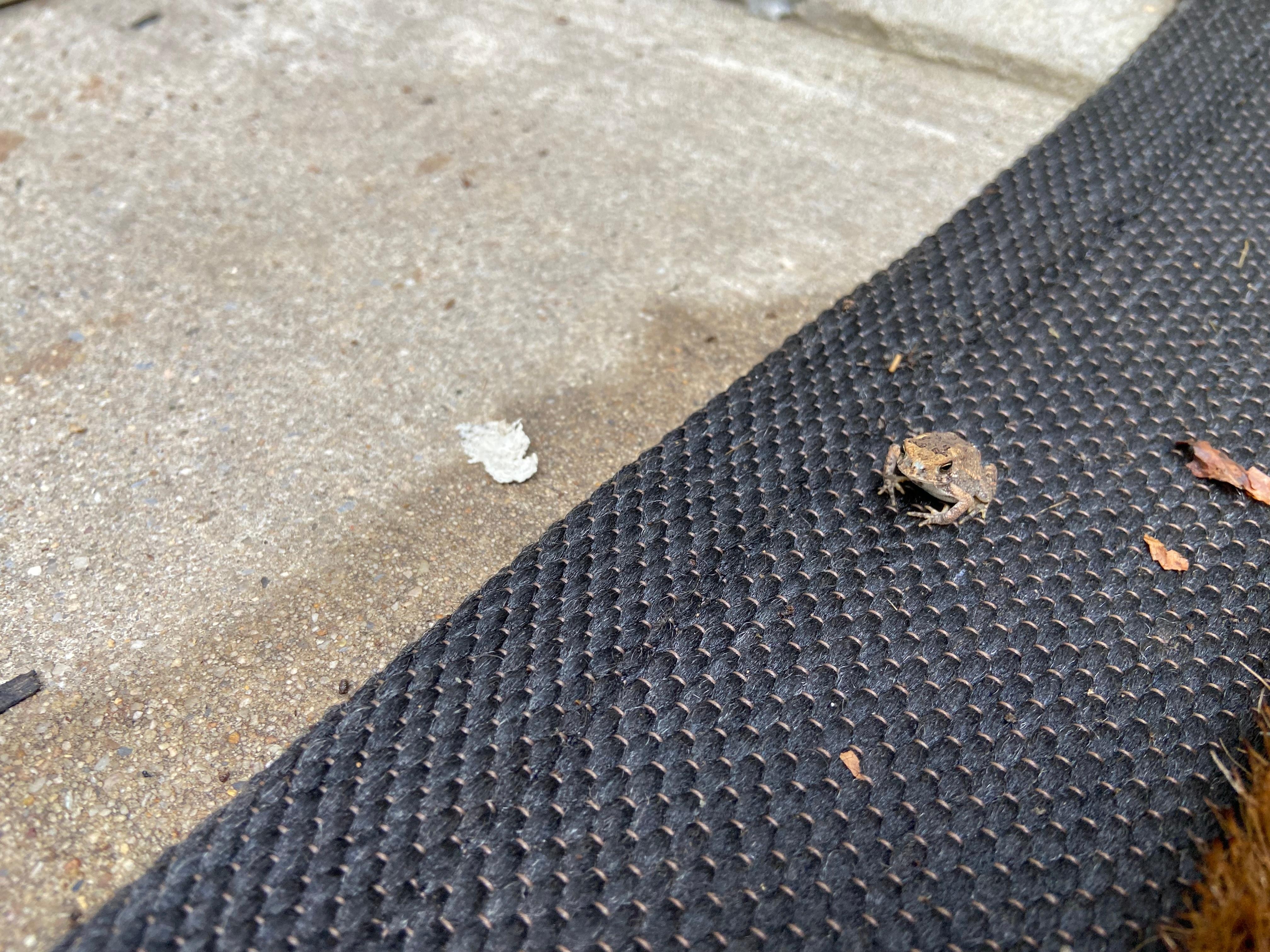 Baby frog coming to visit