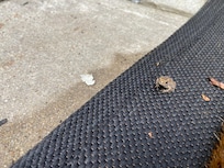 Baby frog coming to visit