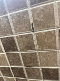 Moldy grout in the shower