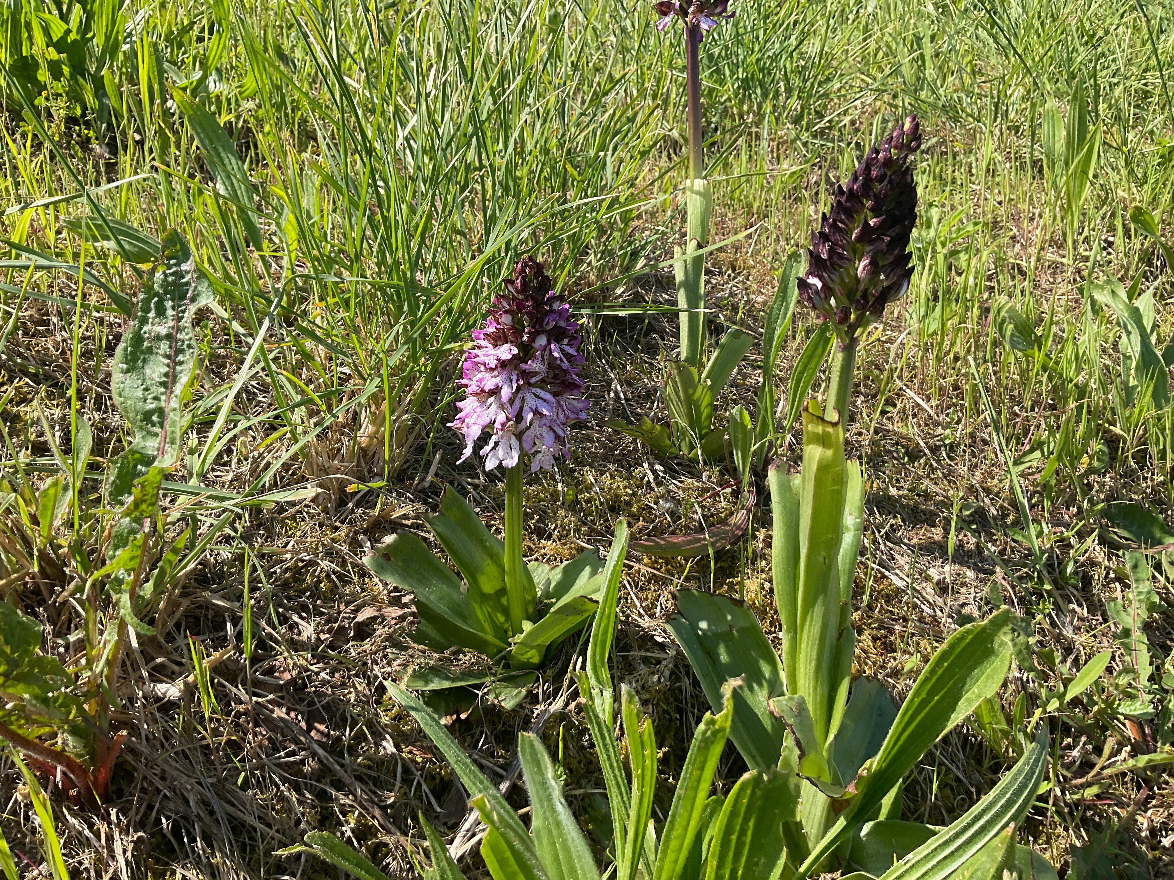 Wild orchids