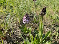 Wild orchids