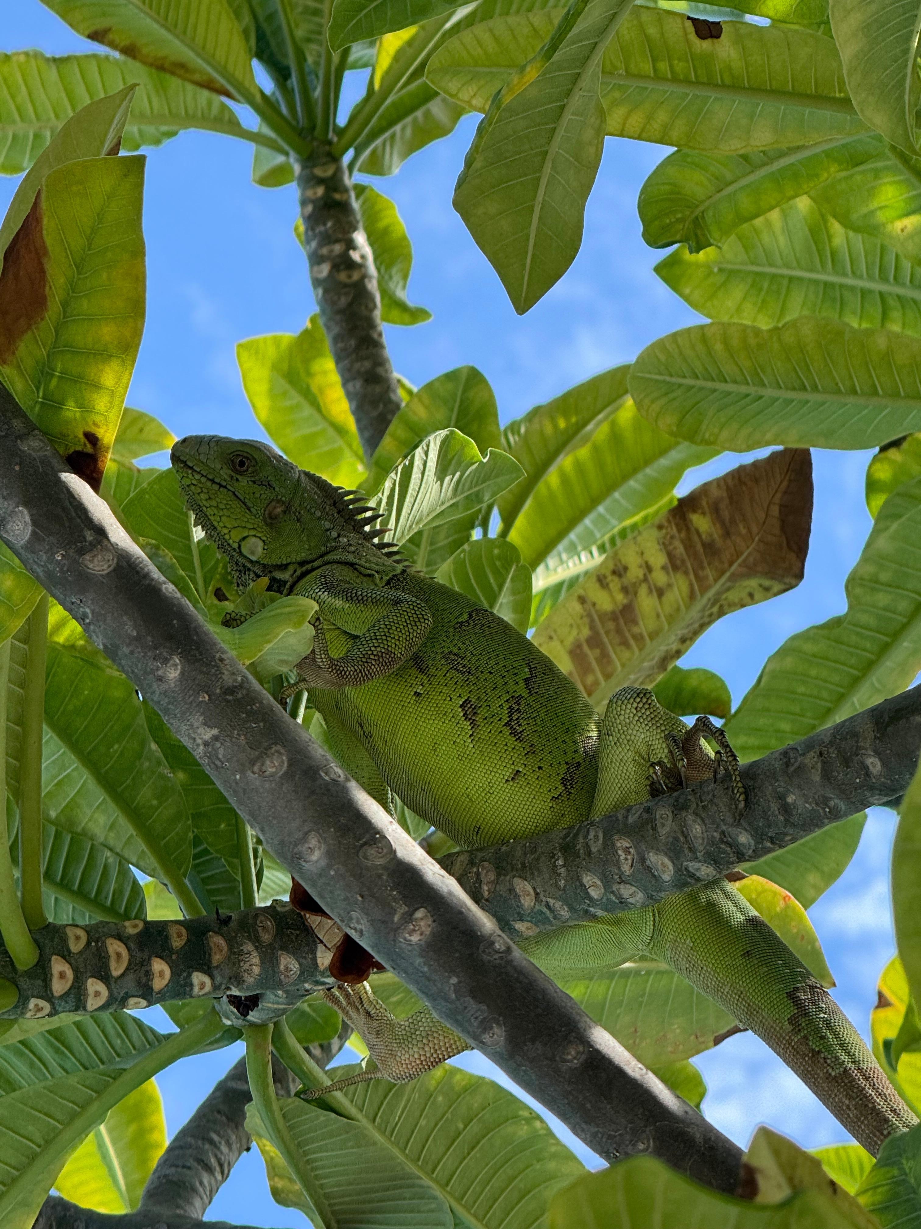 Iguana by the pool 