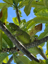 Iguana by the pool