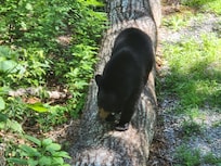 A small mother black bear on a fallen tree