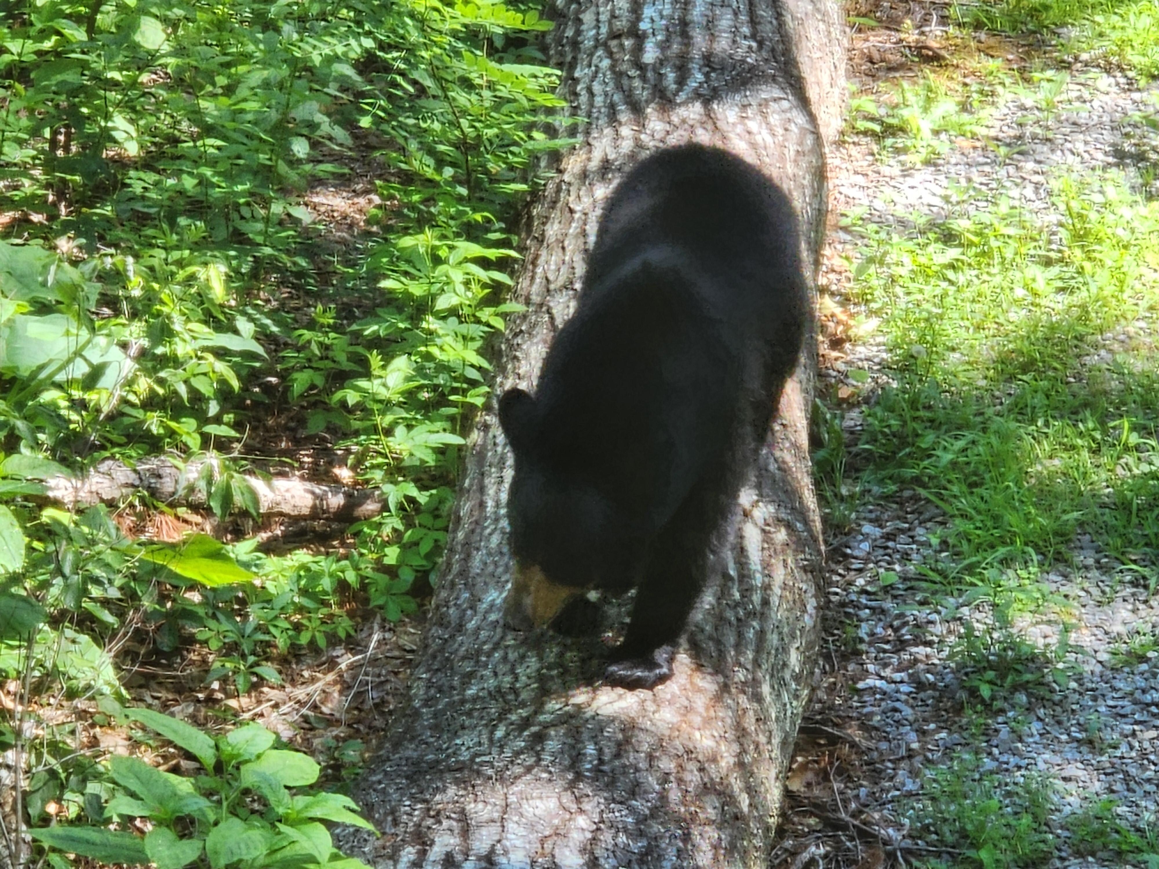 A small mother black bear on a fallen tree