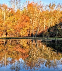 Sunrise over the pond