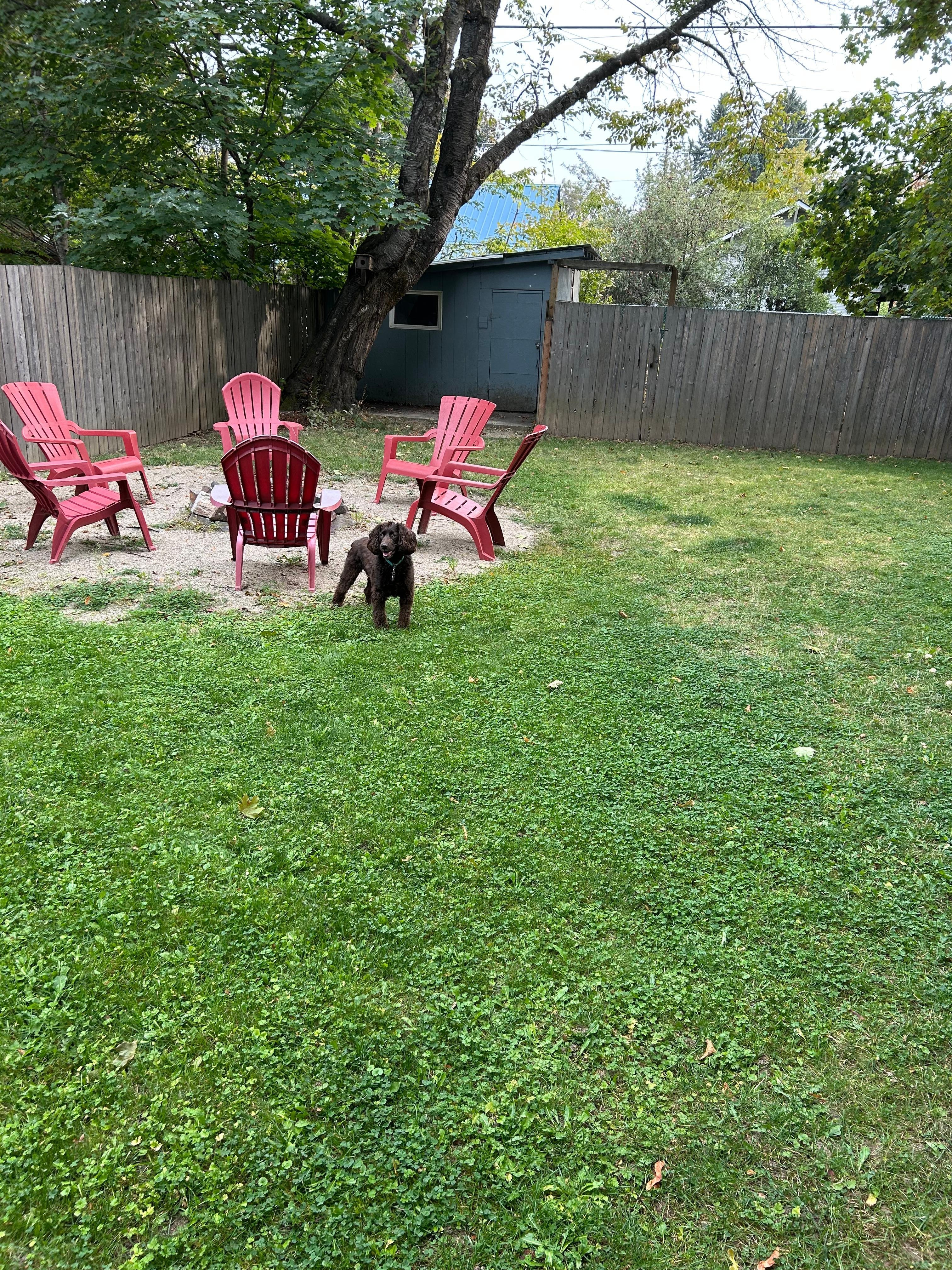 Missy loved the back yard!
