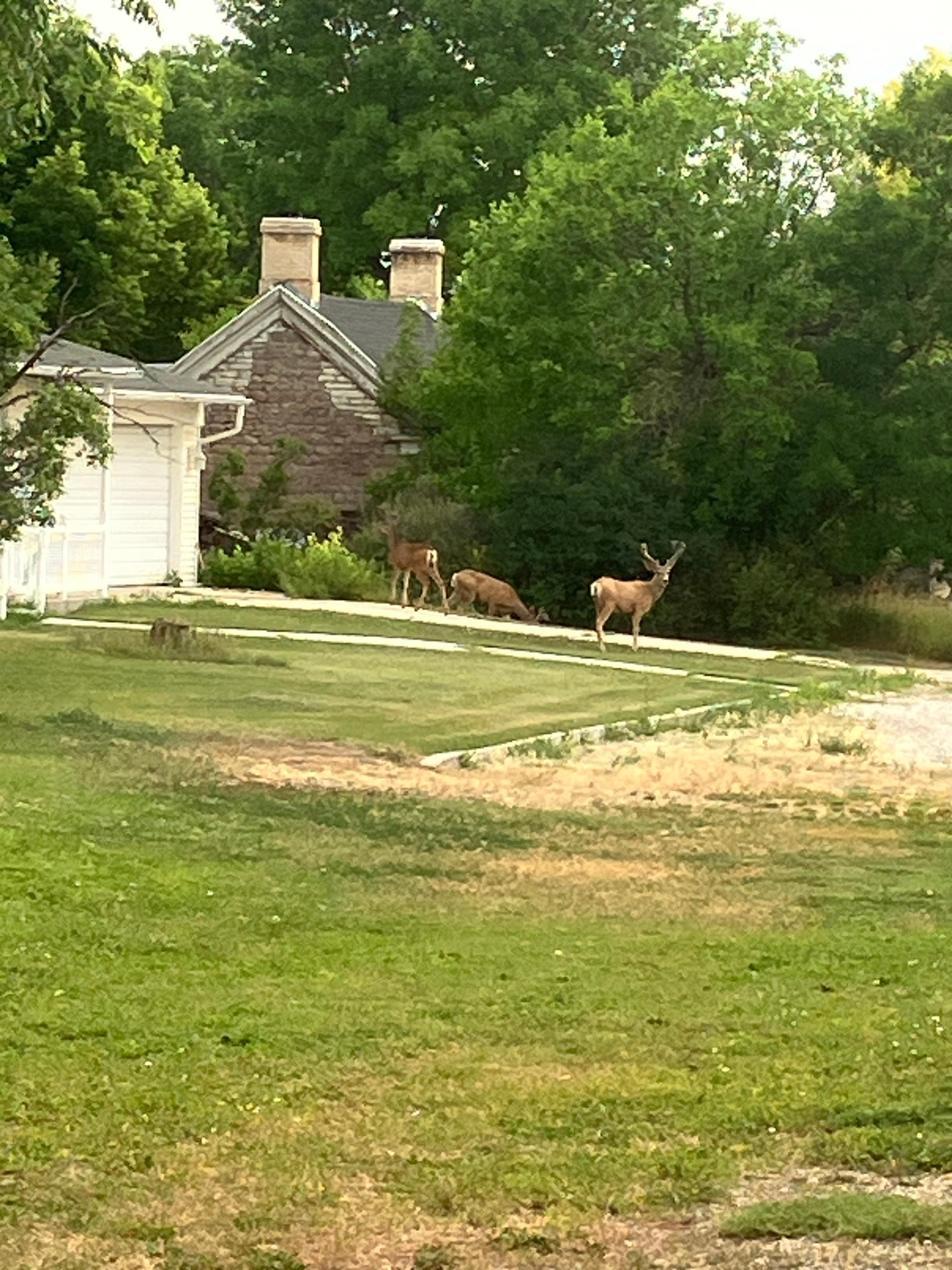 Neighborhood visitors 
