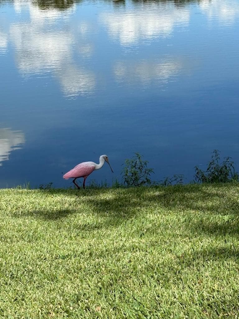 Lots of nice birds around for those who enjoy them. 