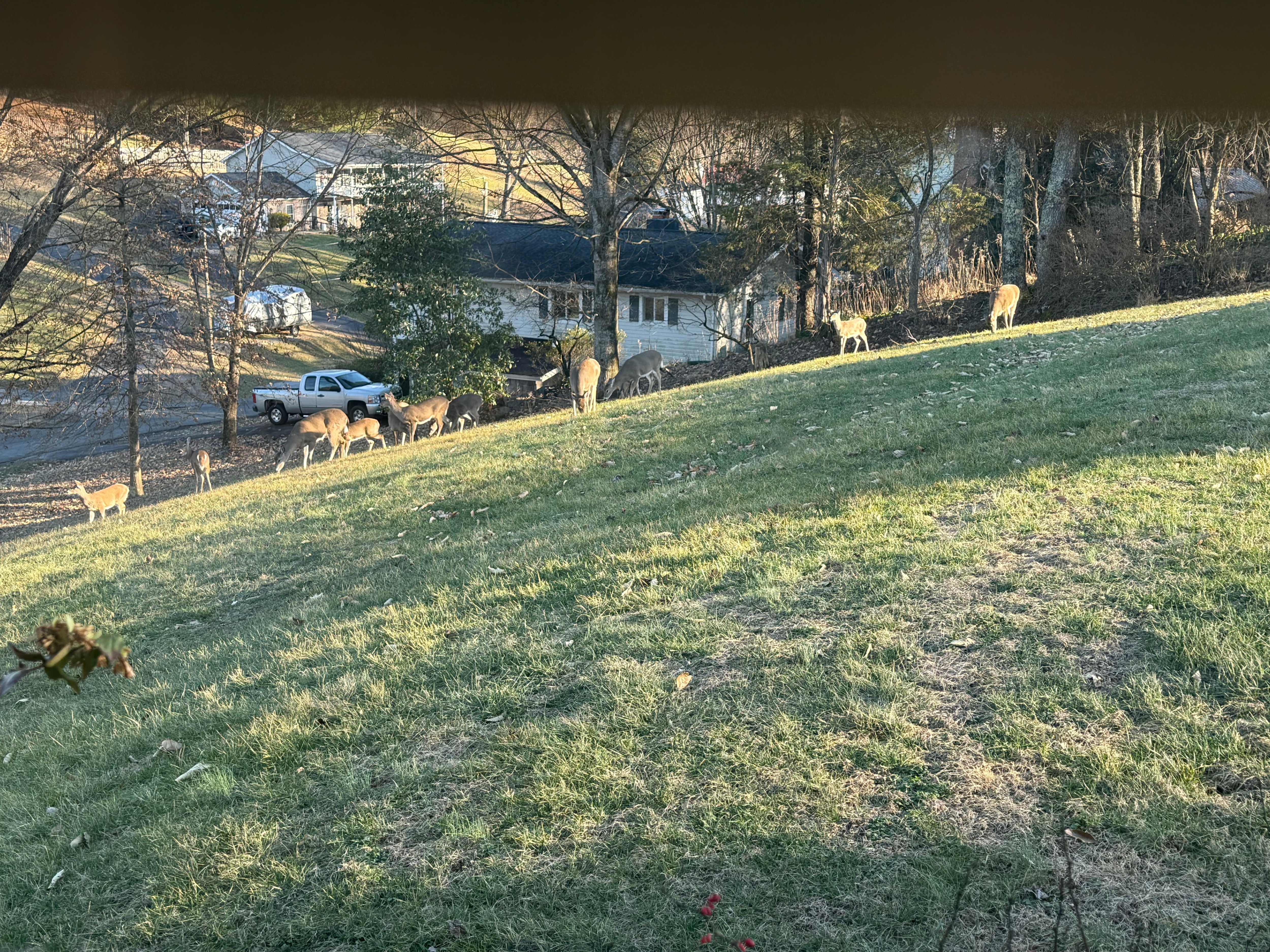 Deer standing in the yard. 