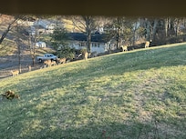 Deer standing in the yard.