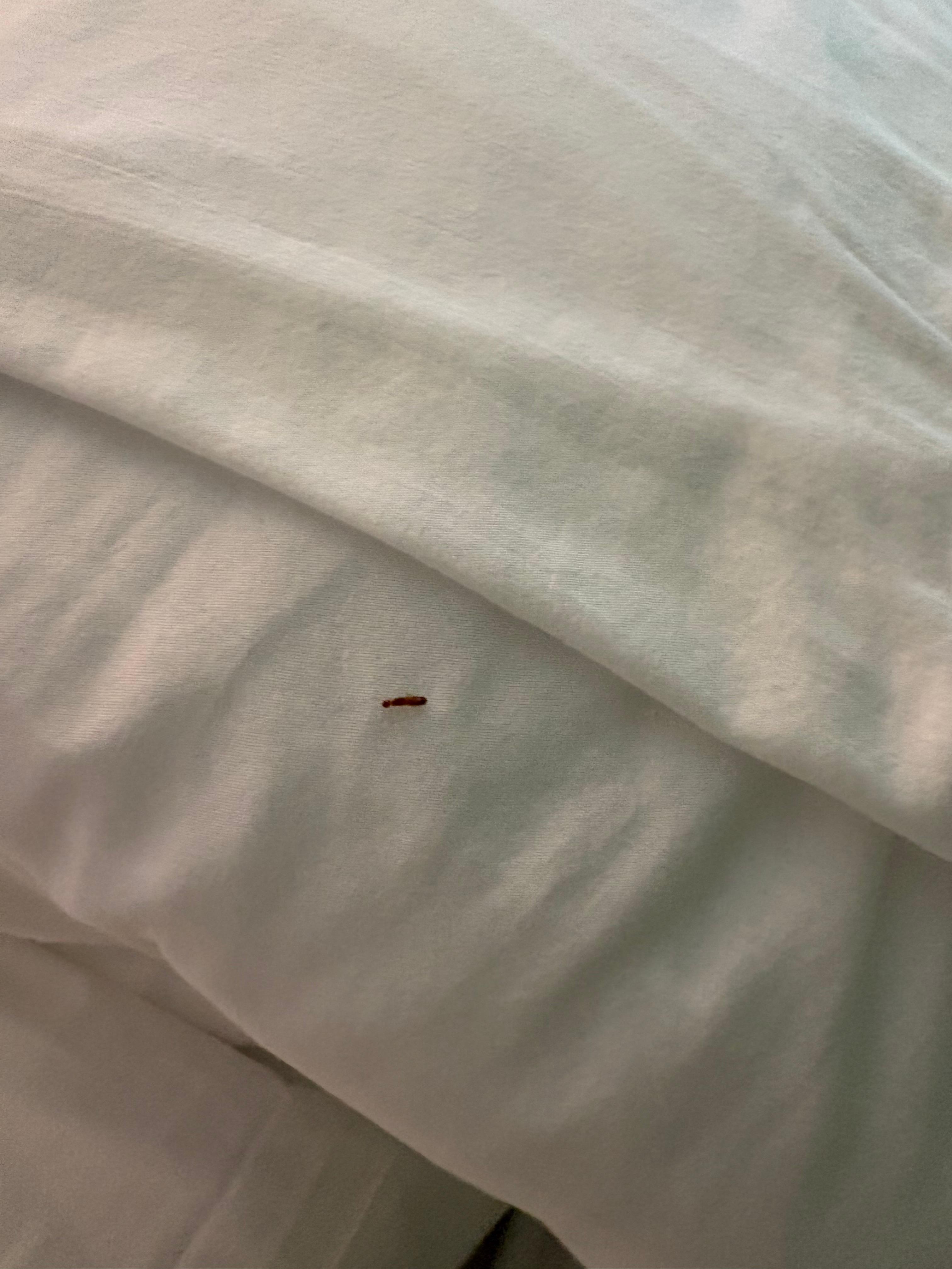 Termites on my pillow!!!
