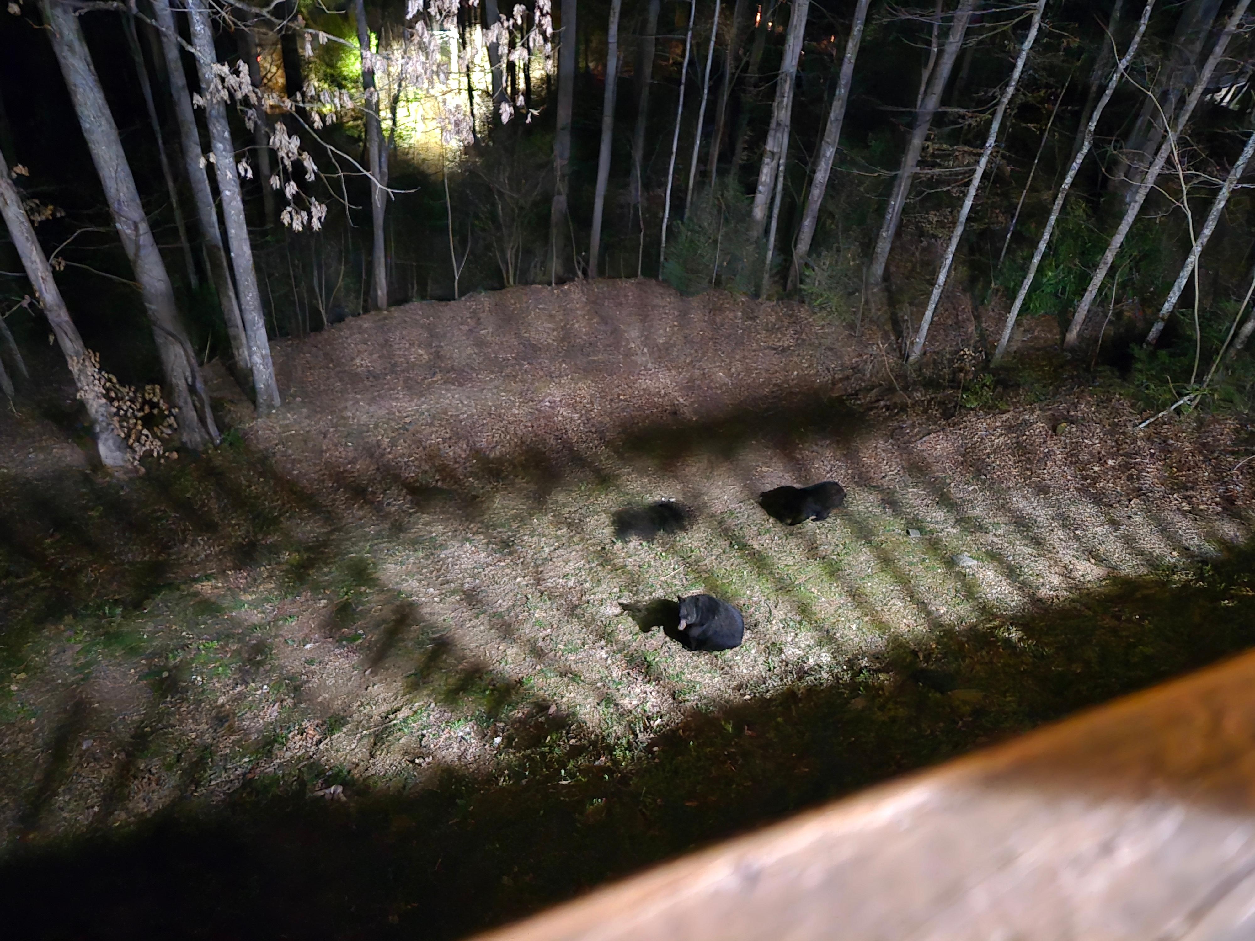 Visit from bear family