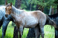 One of the young colts.