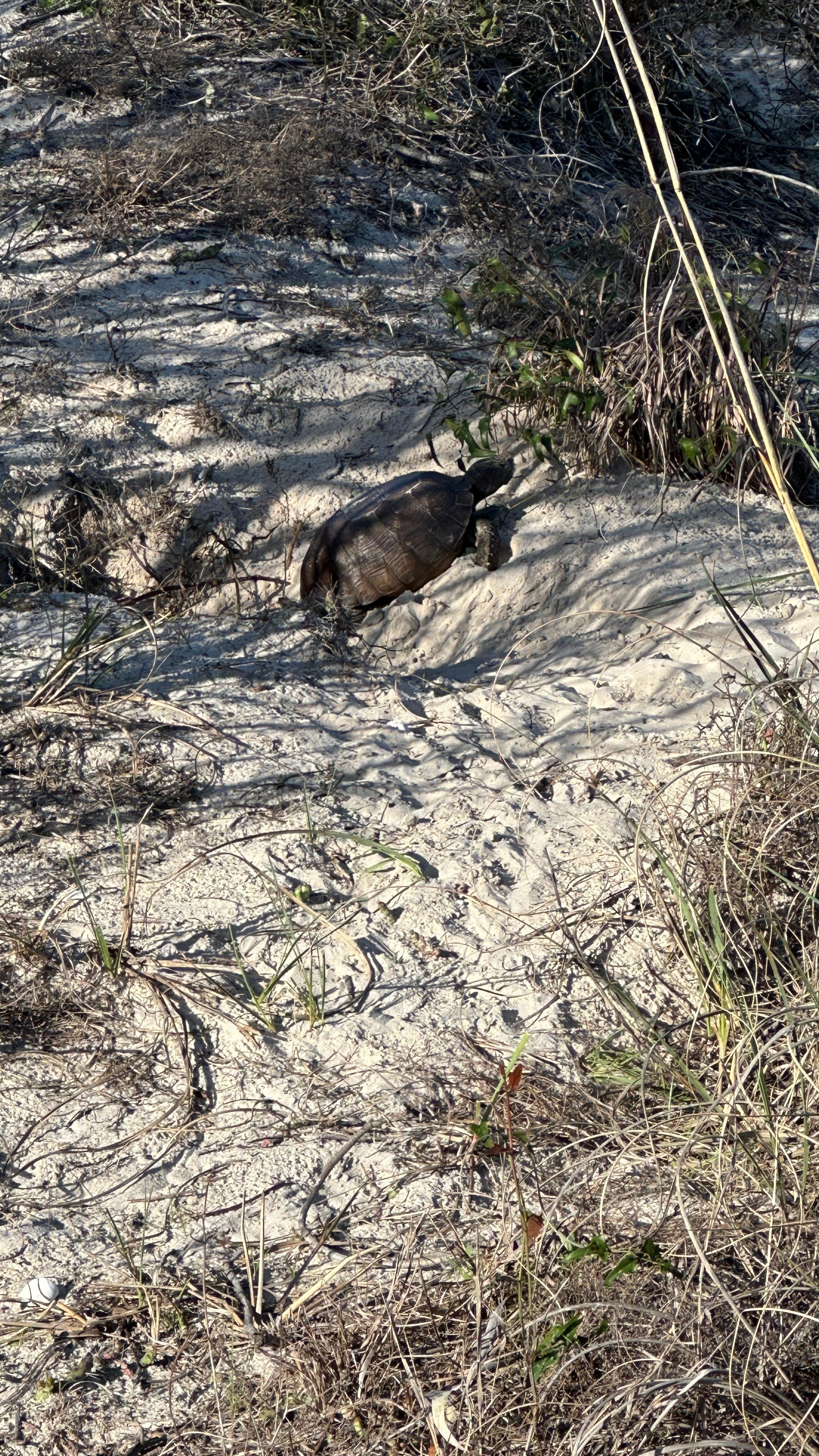 Tortoise in the nest on the walkout to the beach 