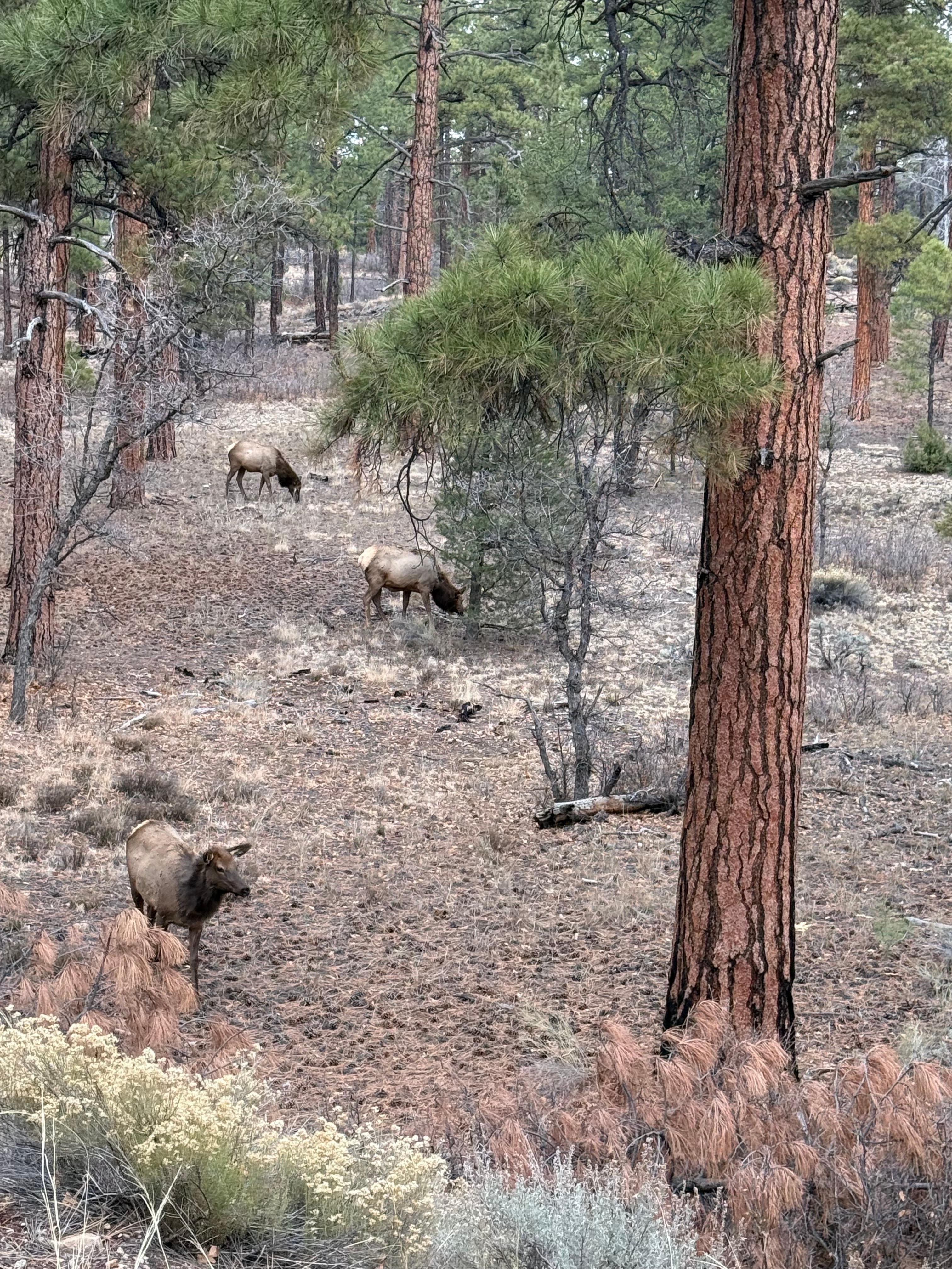 Just a few of the many Elk we witnessed on our trip up to the Canyon. 