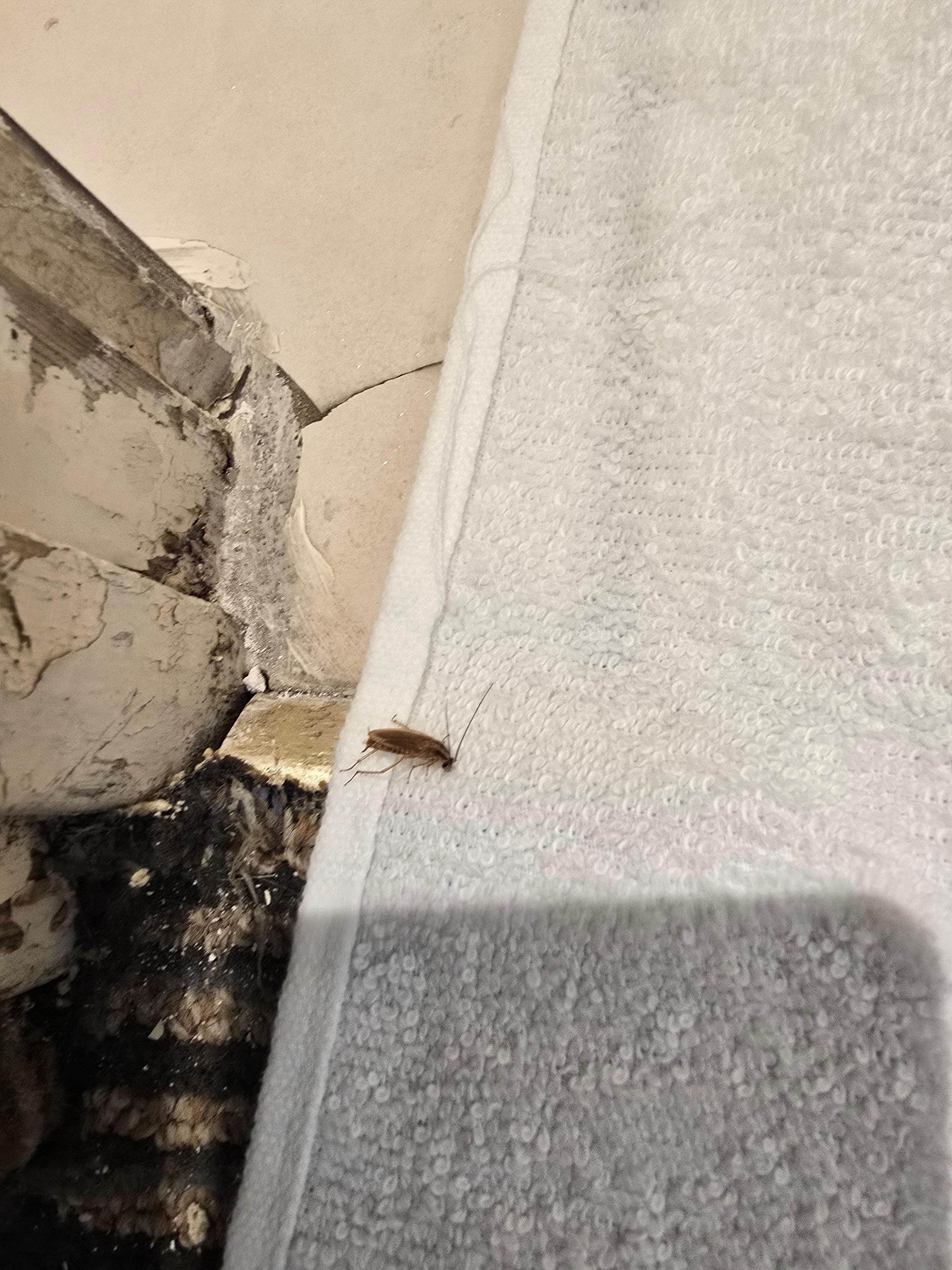 Cockroach and broken baseboards