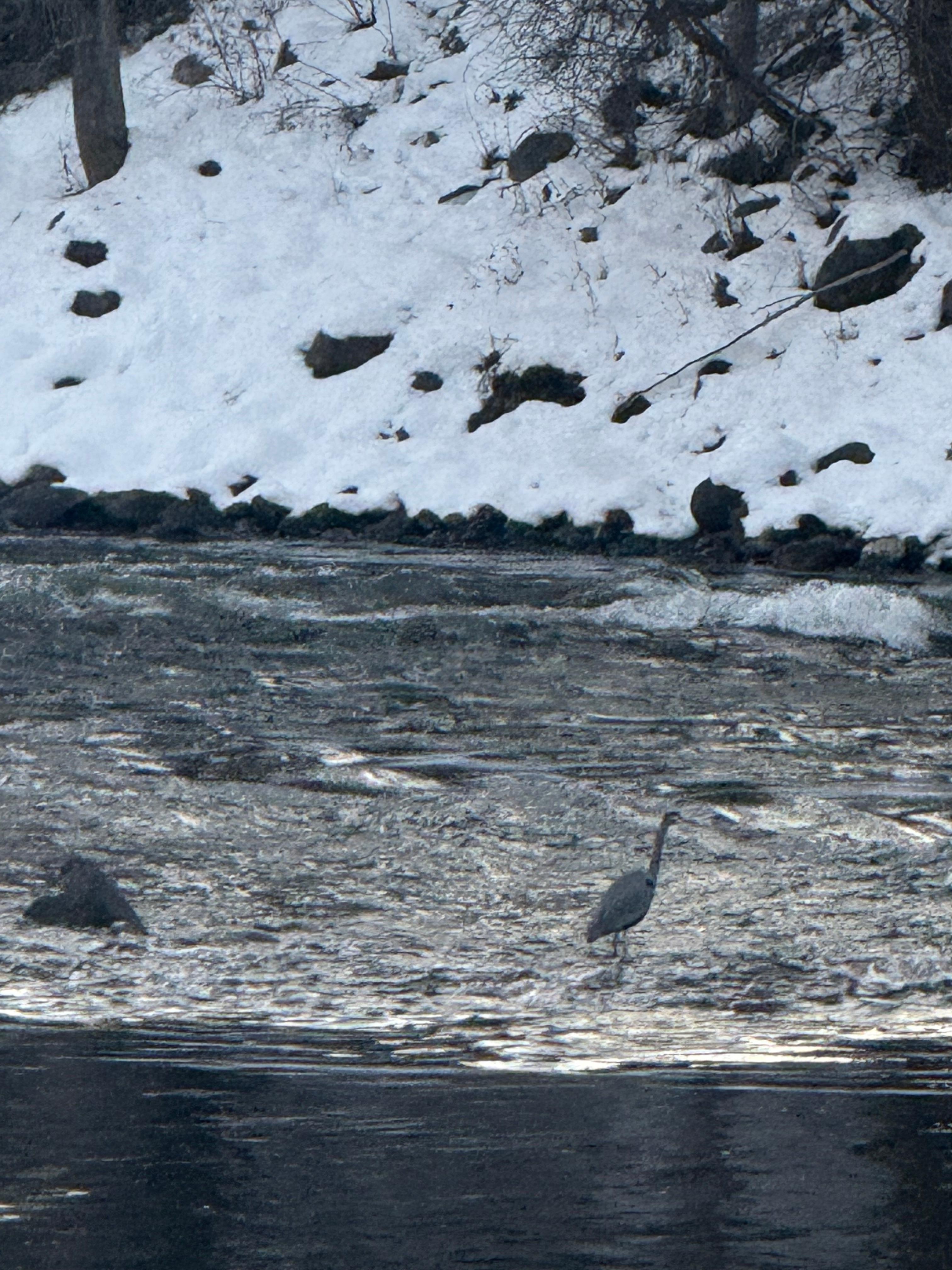 A daily visit from the neighbourhood blue heron!