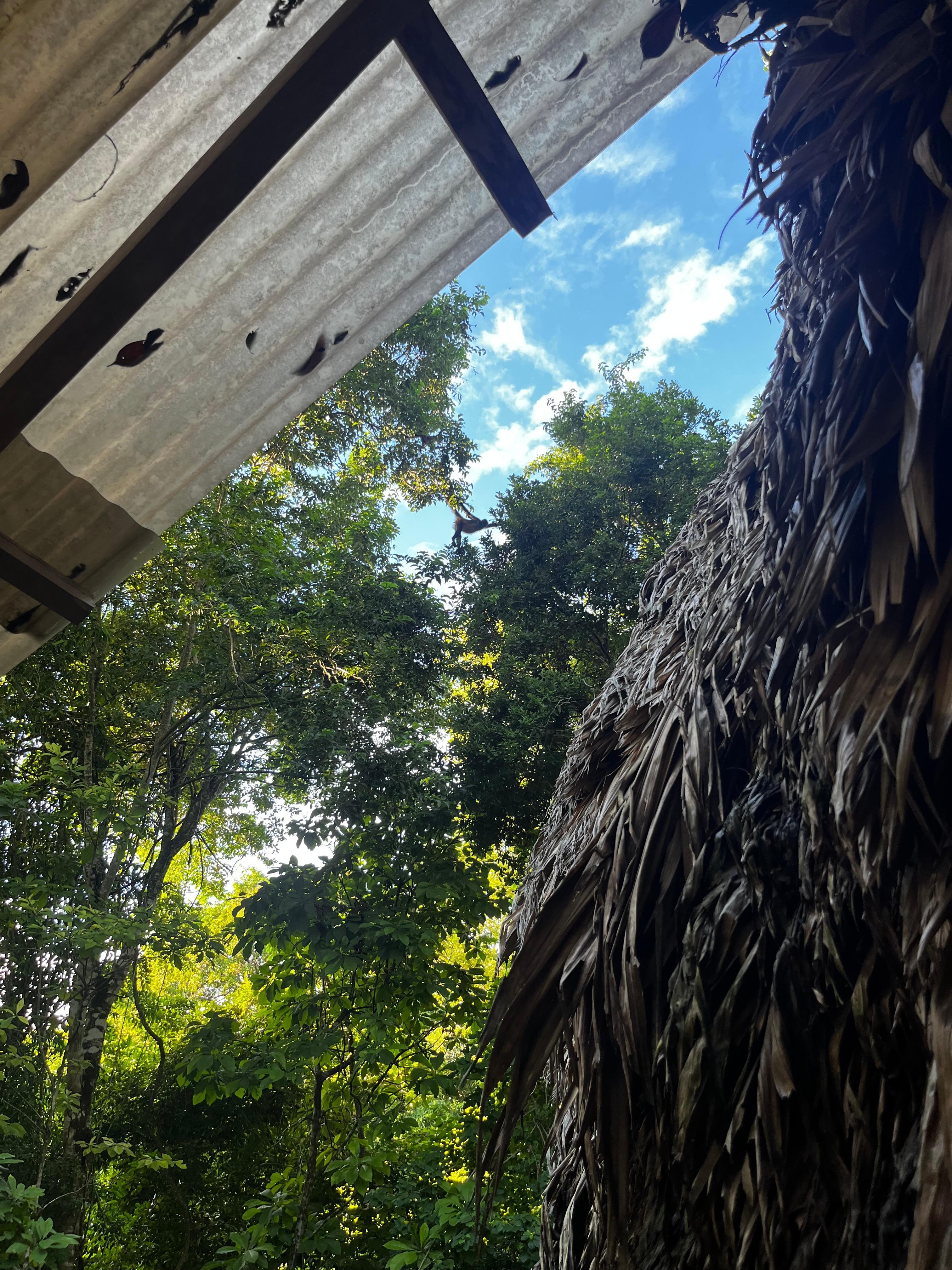 Monkeys jumping through the trees