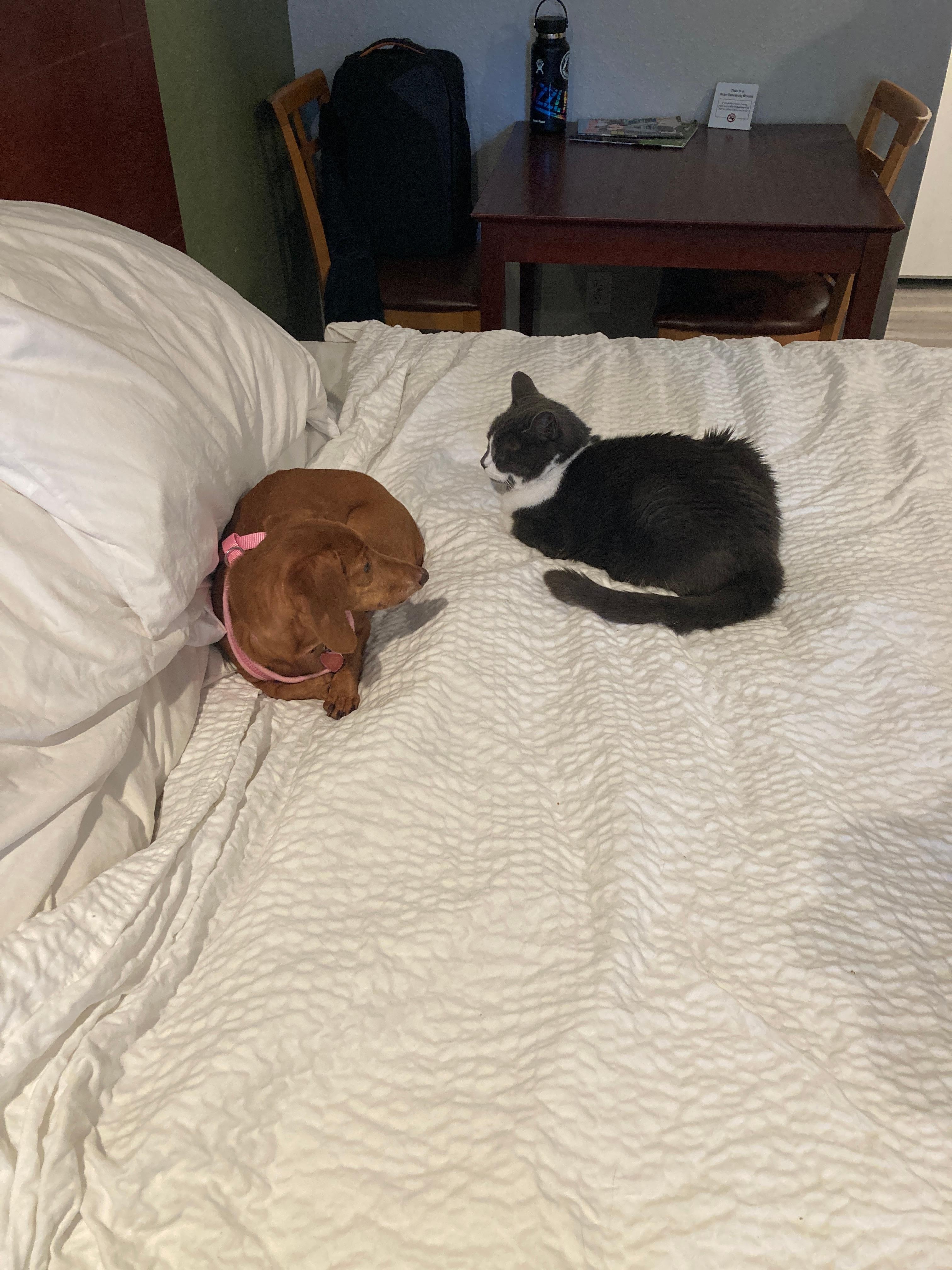 Even the girls felt safe and comfortable. They usually don't like to be out of their crate when we travel but they felt right at home. That makes me happy.