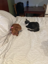 Even the girls felt safe and comfortable. They usually don't like to be out of their crate when we travel but they felt right at home. That makes me happy.